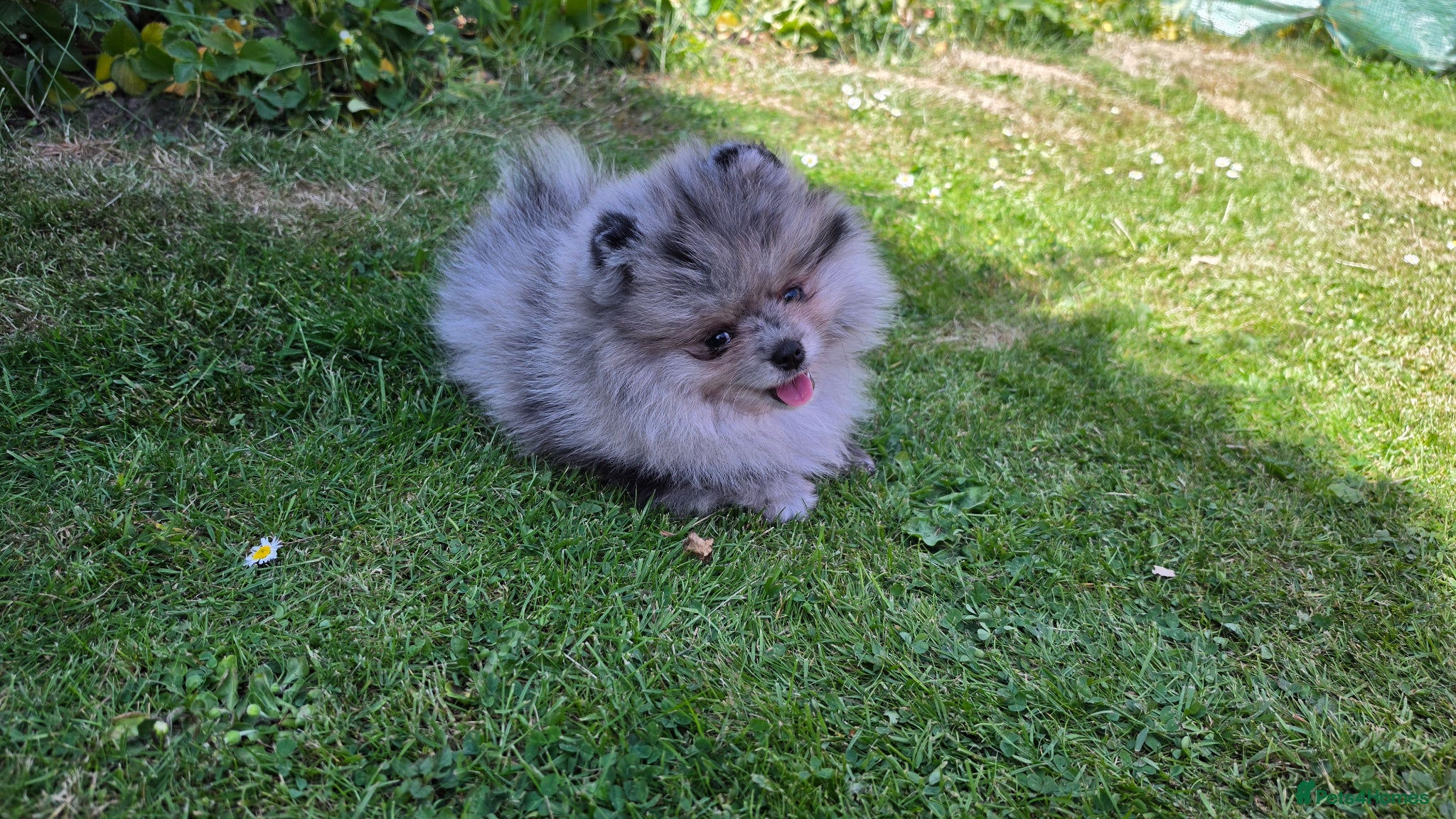 Pomeranian dogs for sale: Pomeranian puppies home raised  - Advert 9