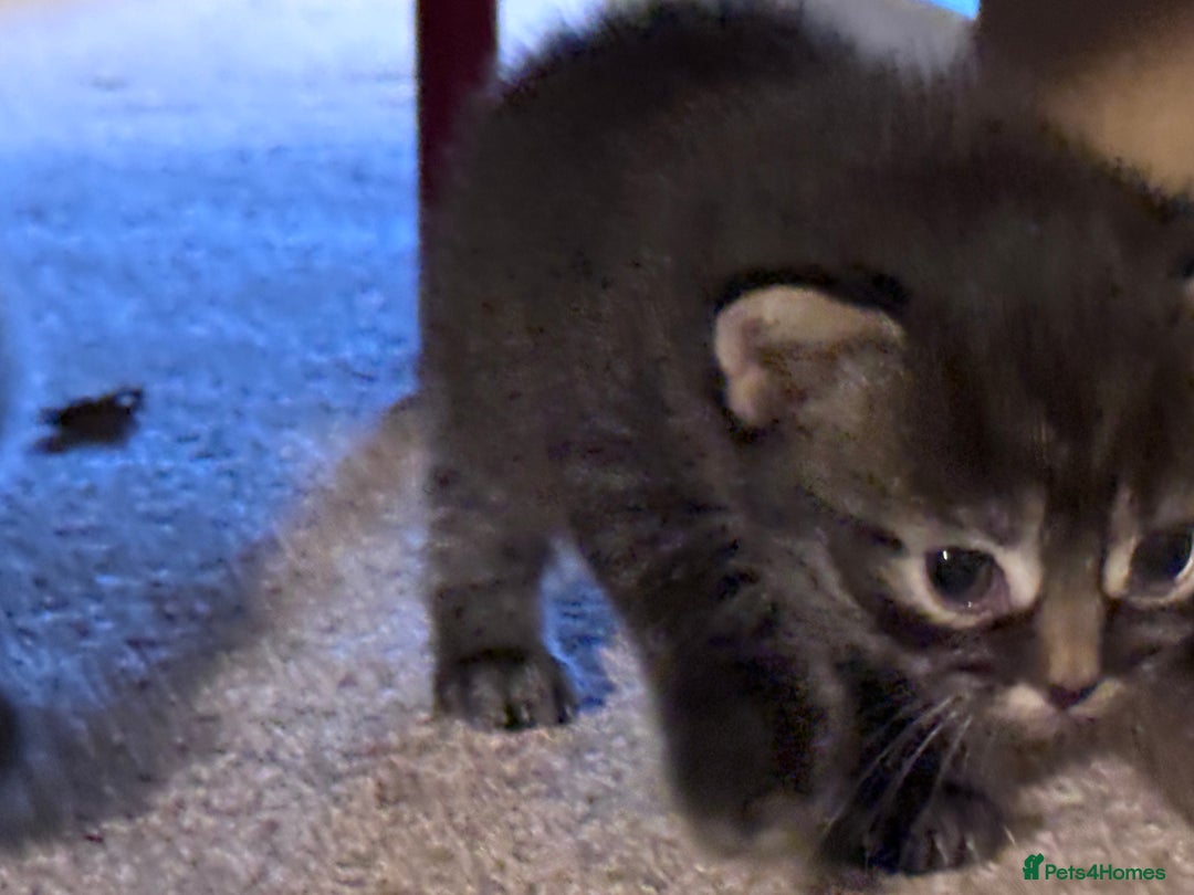 Mixed Breed cats for sale: 5 Beautiful Kittens for Sale - Image 9