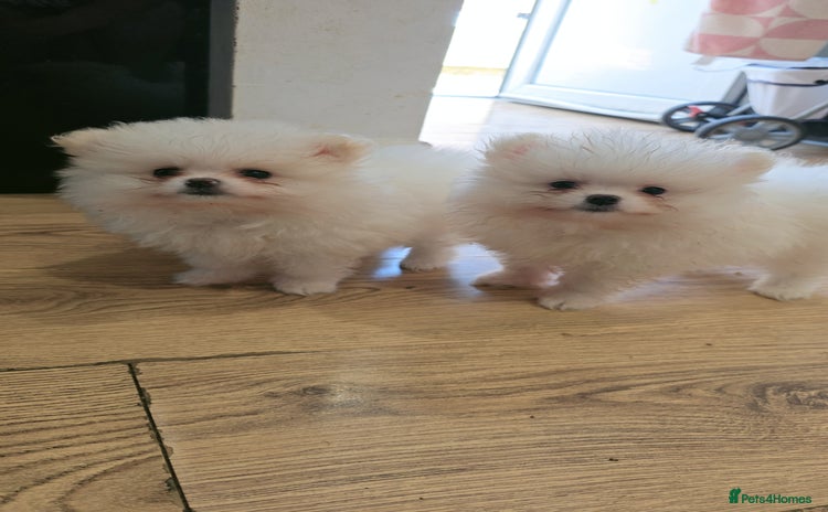 Pomeranian dogs - Advert 4