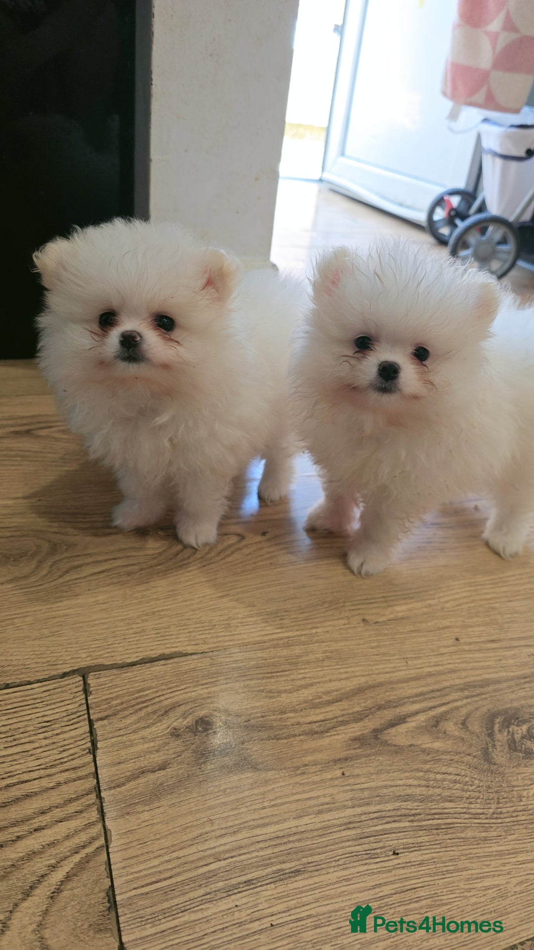 Pomeranian dogs for sale: Pomeranians of the original breed  - Image 1