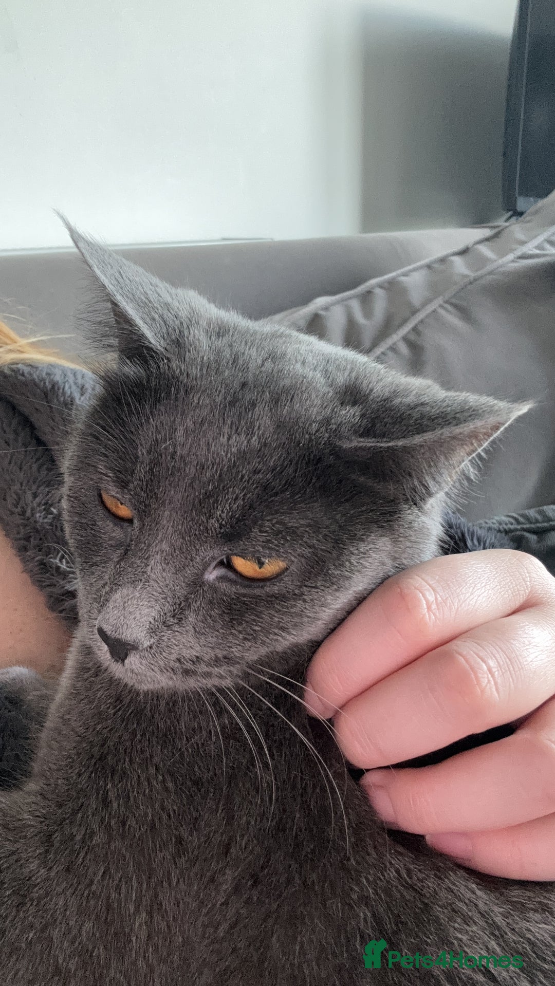 Russian Blue cats for sale: Russian blue, female adult cat  - Image 3