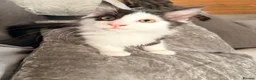 Maine Coon cats for sale: Maine coon - Advert 7