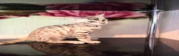 Bengal cats for sale: TICA, GCCF Champion Bloodline Bengal Kittens in London - Advert 29