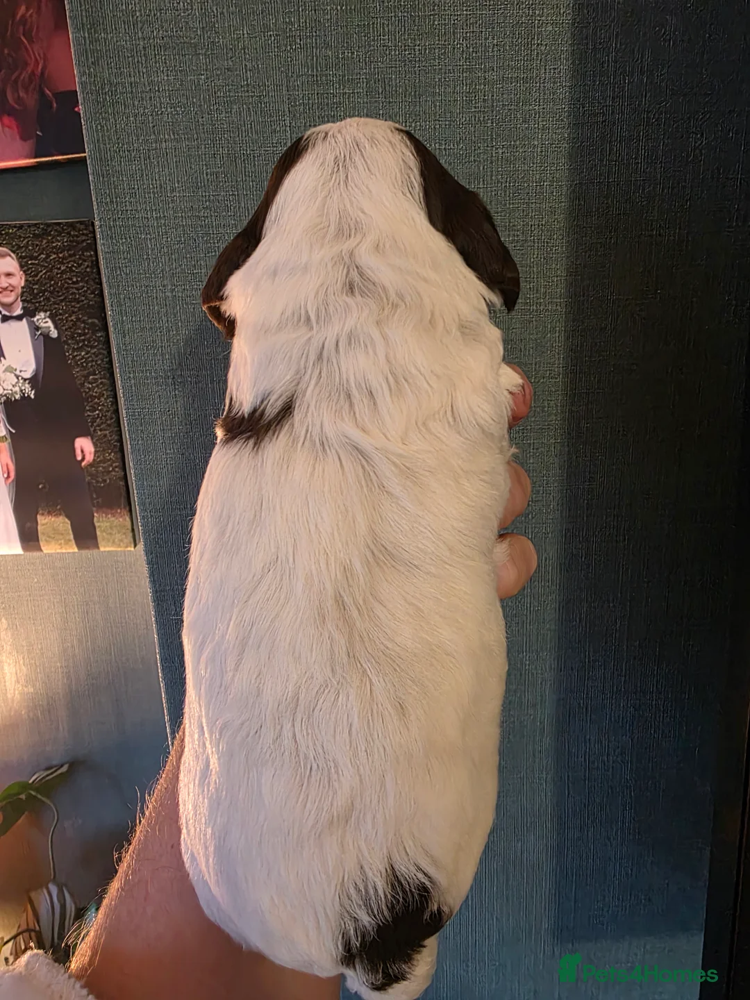 Cocker Spaniel dogs for sale: Choc roan cocker spaniel pups  - Advert 8