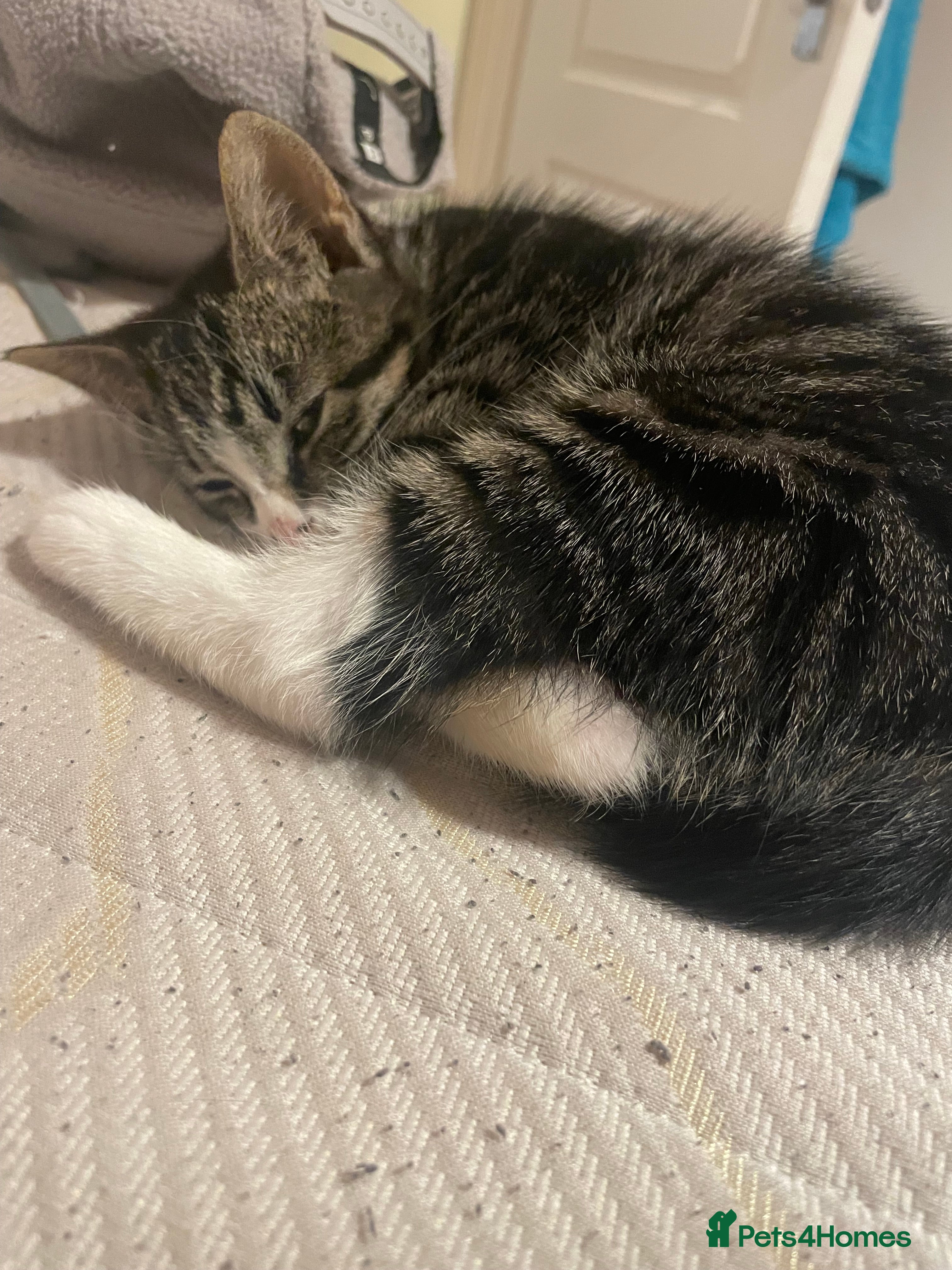 Mixed Breed cats black and brown tabby kitten - Advert 4
