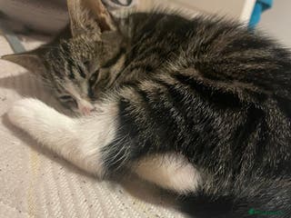Mixed Breed cats black and brown tabby kitten - Advert 5
