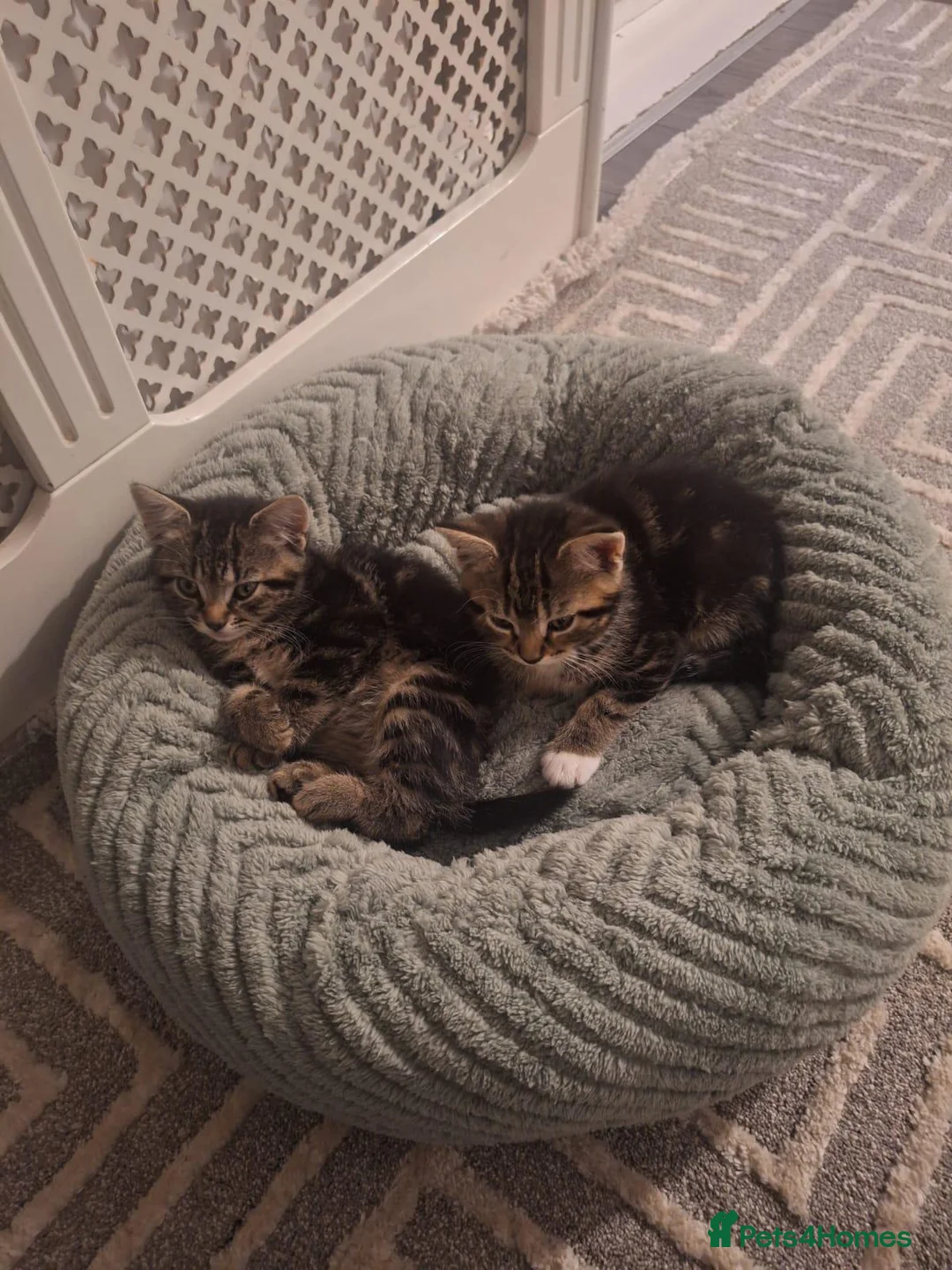 Mixed Breed cats for adoption: 2 x rescue kittens need new home(s) - Advert 1