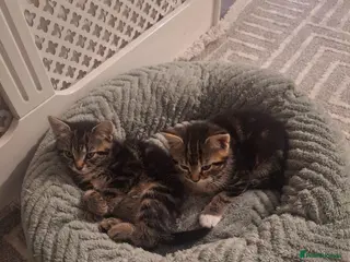 Mixed Breed cats 2 x rescue kittens need new home(s) - Advert 16