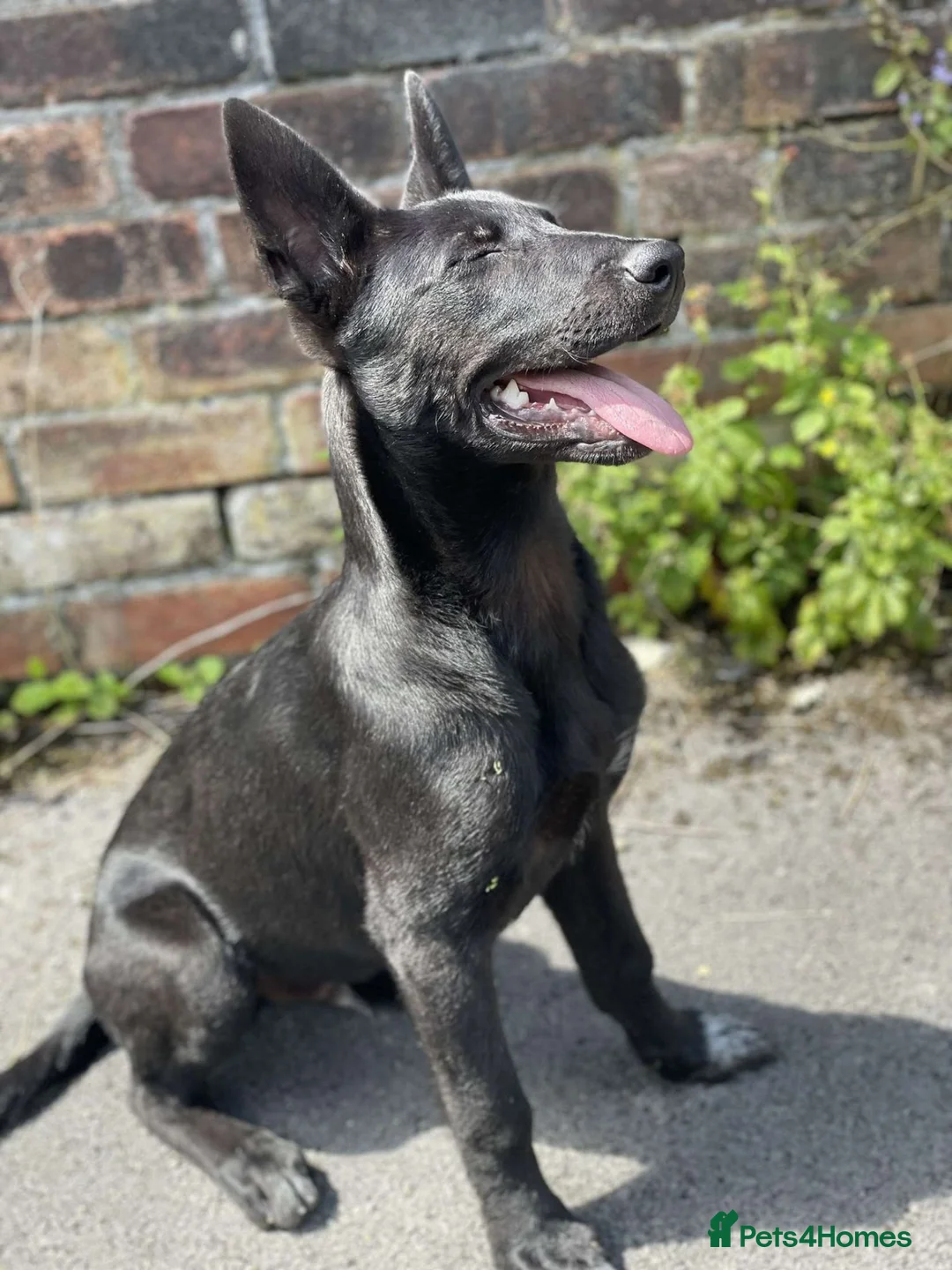 Belgian Shepherd Dog dogs for sale: Belgian mallinois in Oldham - Advert 2