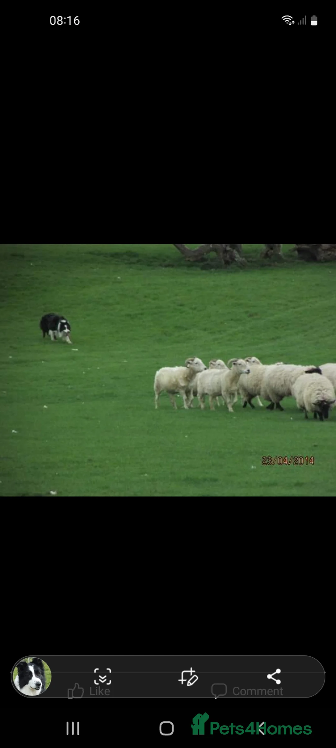 Border Collie dogs for stud: ISDS&KC Fully Tested Border Collie for Stud in Bicester - Advert 27