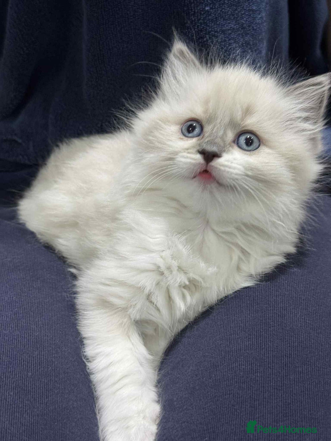 Ragdoll cats for sale: Lovely Ragdoll Kittens  - Advert 10