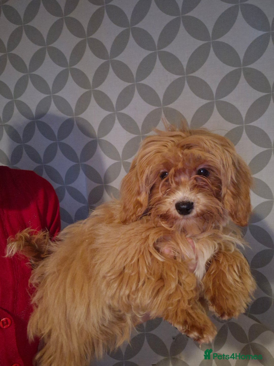 Maltipoo dogs for sale: Beautiful Maltipoo puppies  - Advert 9