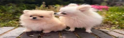 Pomeranian dogs for sale: Fluffy Sable Poms - Advert 15