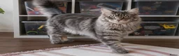 Maine Coon cats for sale: Male Maine coon  - Advert 2