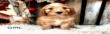Cockapoo Puppy 7