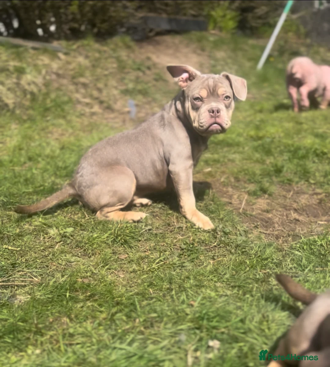 Mixed Breed dogs for sale: Adorable Frenchie x Pocket Bully Pups  in Swansea - Advert 2