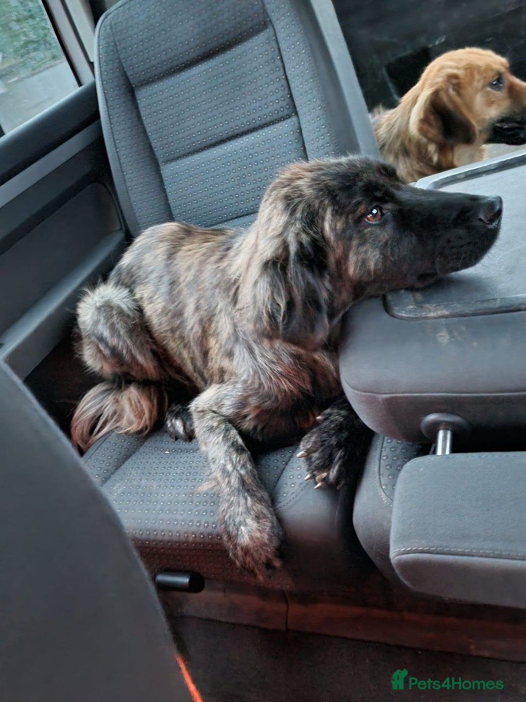Mixed Breed dogs for adoption: 🆘‼️AT RISK OF BEING EUTHANISED! - Image 4
