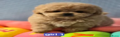 Maltipoo1 