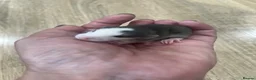 Rat rodents for sale: Baby Dumbo Rats - Advert 5