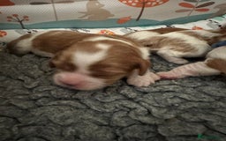 Cavalier King Charles Spaniel dogs for sale: Fully Health Tested Male CKCS Puppies - Image 36