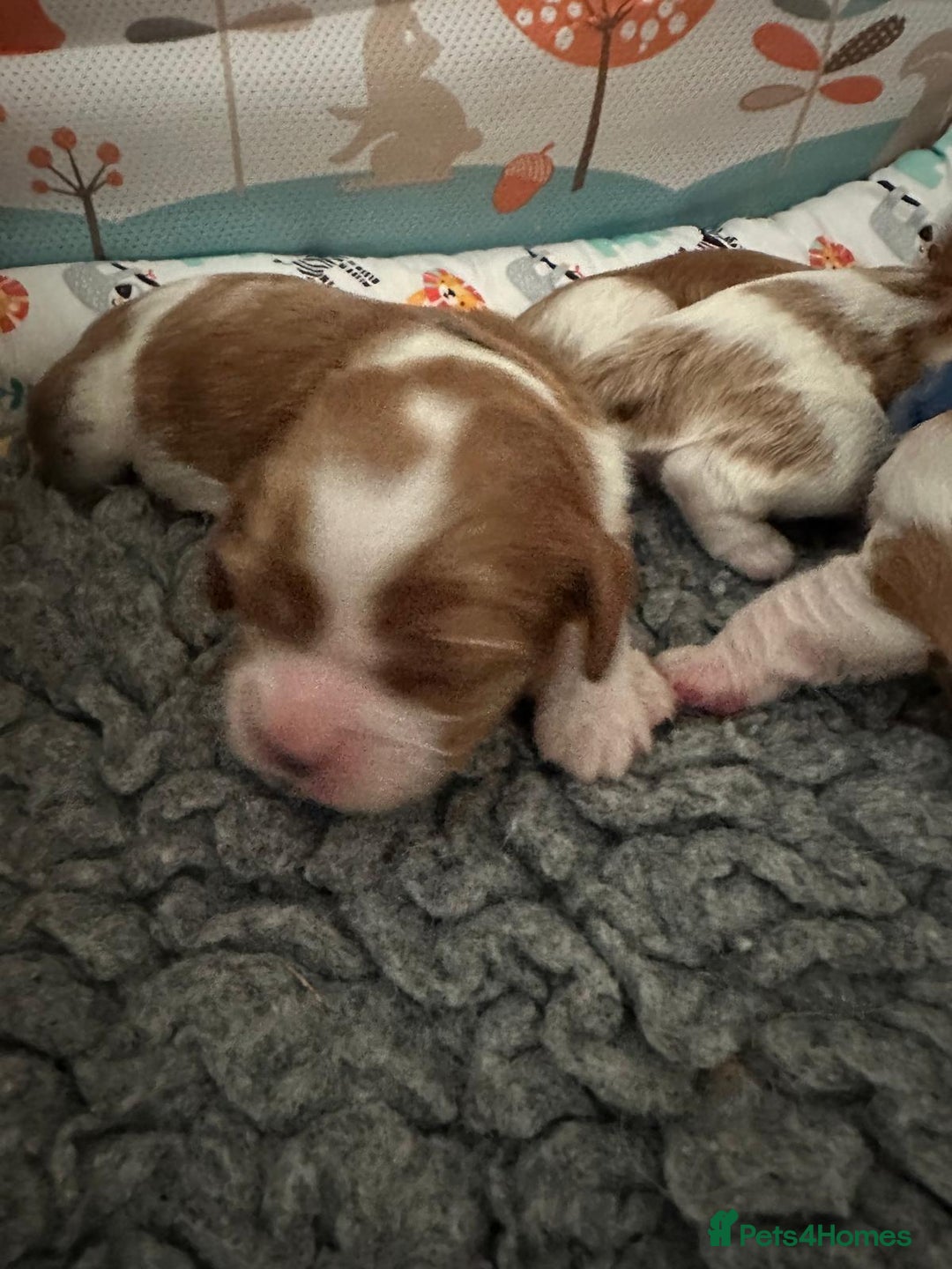 Cavalier King Charles Spaniel dogs for sale: Fully Health Tested Male CKCS Puppies - Image 36
