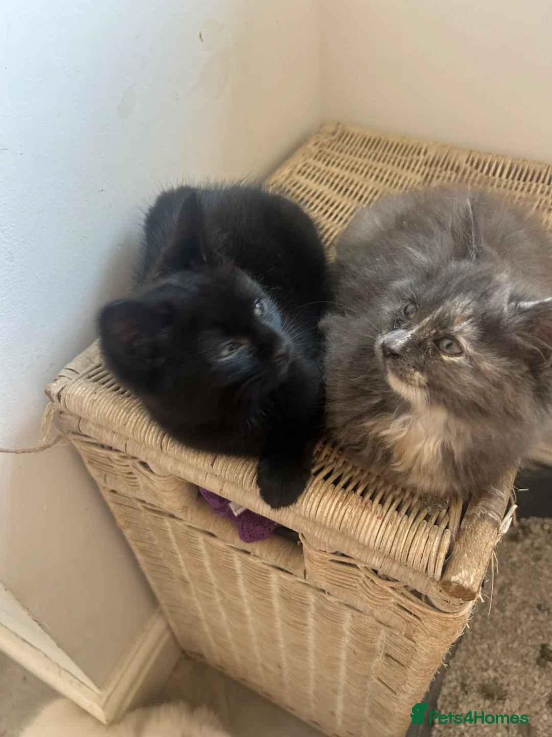 Turkish Angora cats for sale: 5 kittens for sale - Advert 2