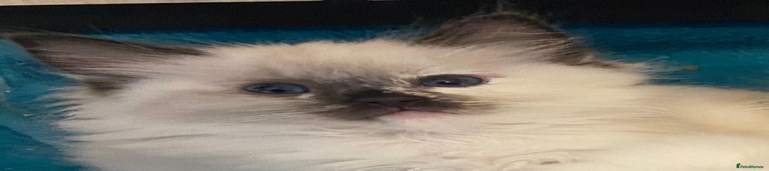Ragdoll Kitten 6