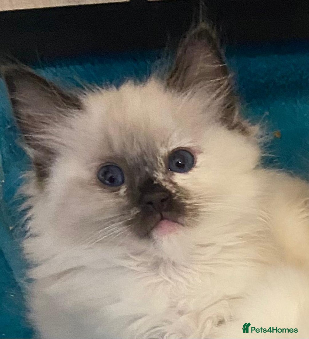 Ragdoll cats for sale: Ragdolls kittens  - Image 19