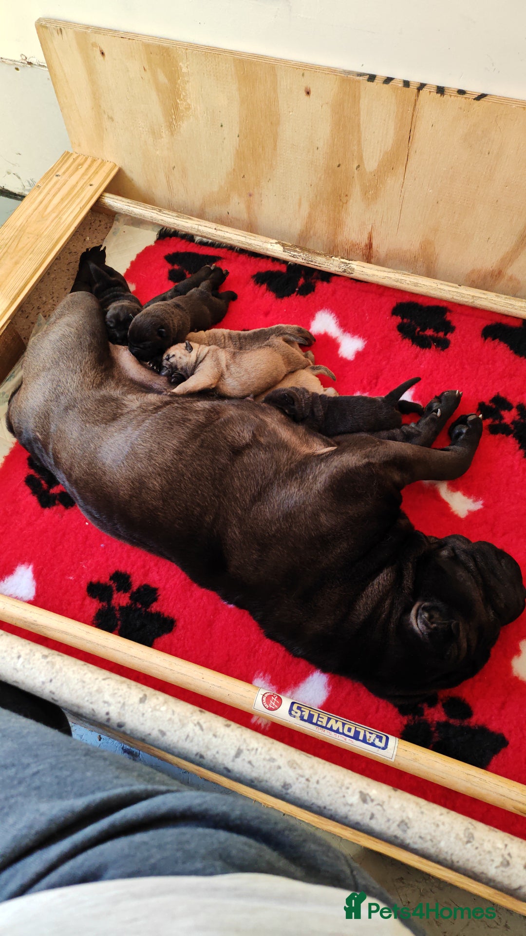 Shar Pei dogs for sale: Sujarah Shar Pei Puppies Available  - Image 2