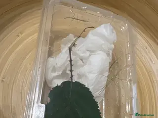 Stick Insects invertebrates 6 Indian Stick Insects for sale in Mold - Advert 6