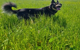 Mixed Breed dogs for sale: Handsome boy to good home - Image 2