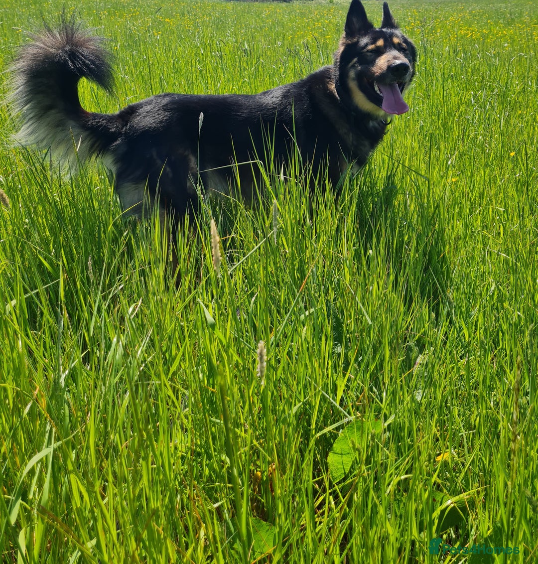 Mixed Breed dogs for sale: Handsome boy to good home - Image 2
