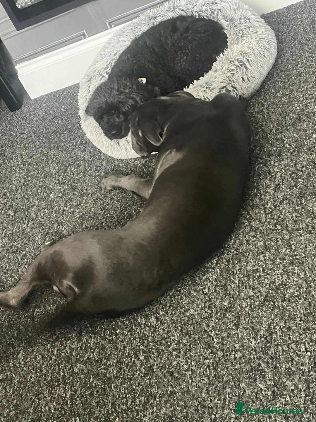 Cane Corso dogs for sale: Absolutely gorgeous Cane Corso Girl  - Advert 8