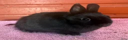 Netherland Dwarf rabbits for sale: Young Netherland Dwarfs - Advert 3