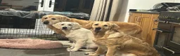 Golden Retriever dogs for sale: Golden Retrievers - Gwynedd  in Bangor - Advert 3