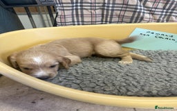 Cocker Spaniel dogs for sale: Two cocker spaniel litters - Image 28