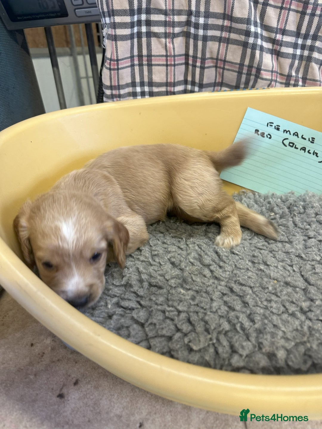 Cocker Spaniel dogs for sale: Two cocker spaniel litters - Image 28