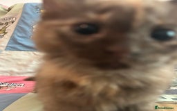 Mixed Breed cats for sale: 5 Beautiful, Fluffy Kittens For Sale! - Image 25