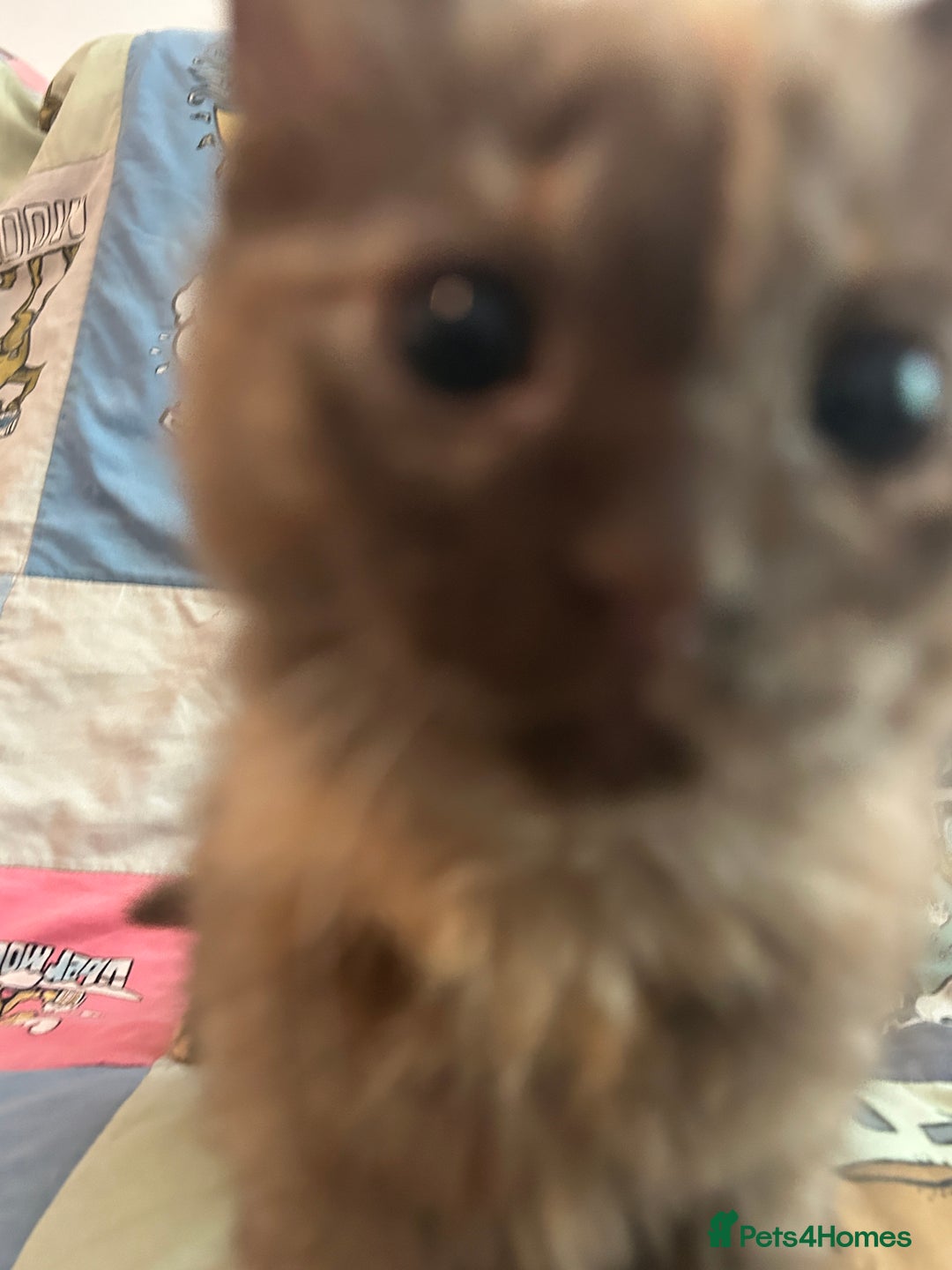 Mixed Breed cats for sale: 5 Beautiful, Fluffy Kittens For Sale! - Image 25