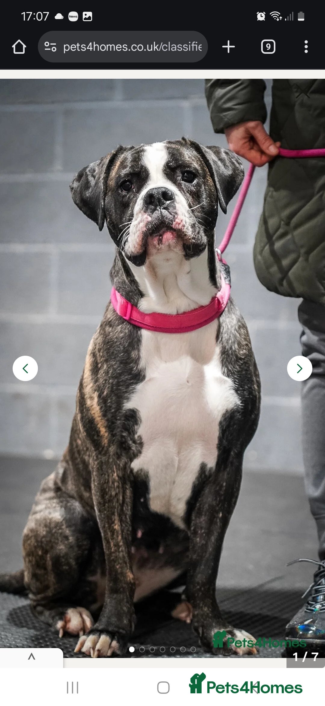 Cane Corso dogs Stunning silver blue merle female - Advert 1