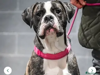 Cane Corso dogs Stunning silver blue merle female - Advert 11