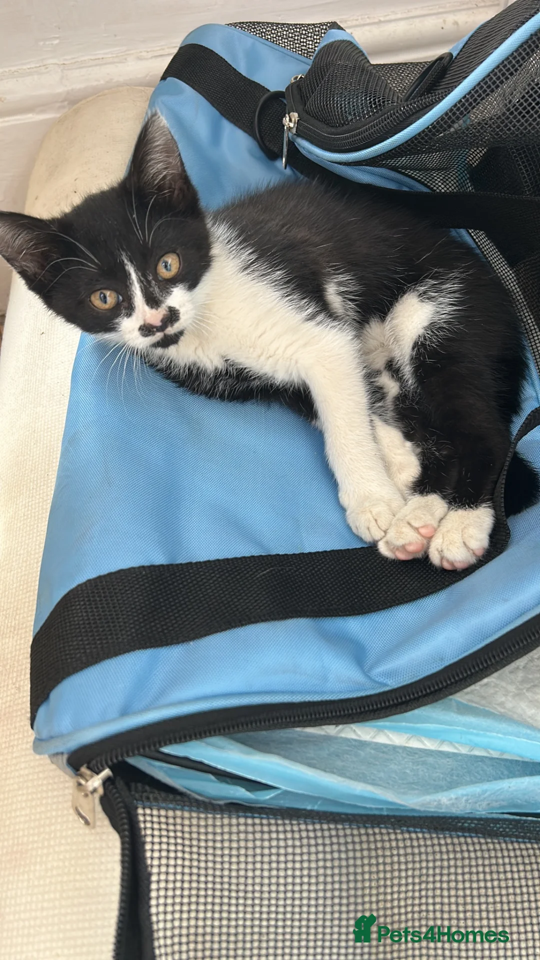 Mixed Breed cats for sale: Beautiful Black & White Female Kitten Ready 💖 - Advert 4