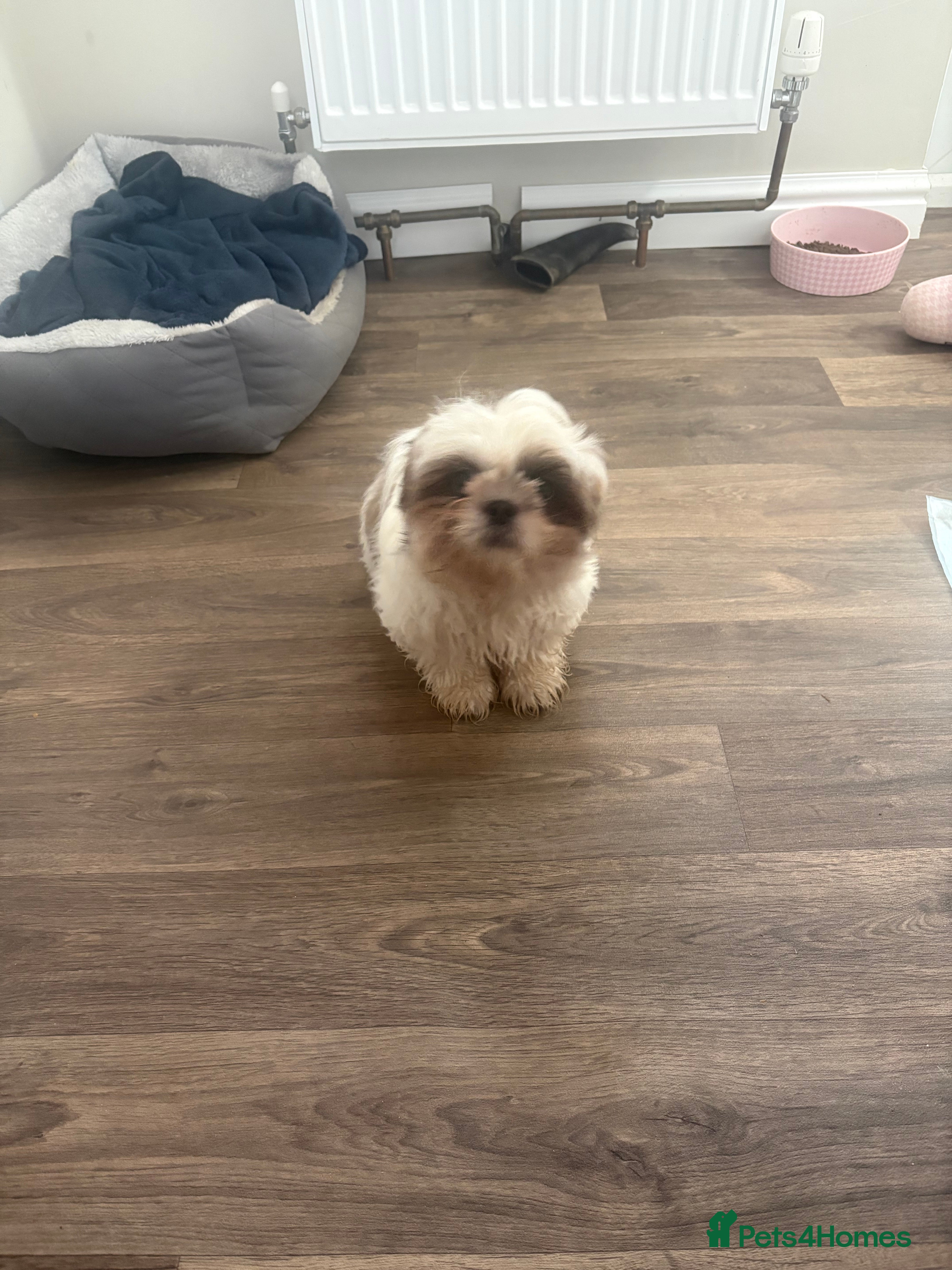 Shih Tzu dogs Luna  - Advert 1