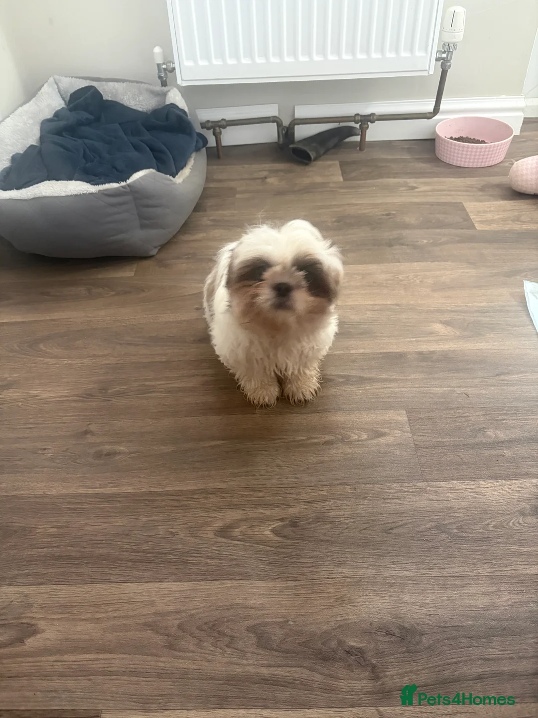 Shih Tzu dogs for sale: Luna  in Dartford - Advert 2