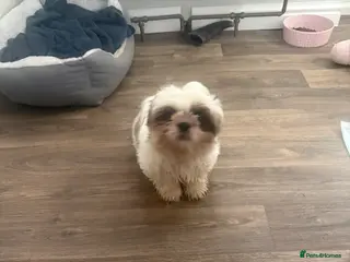 Shih Tzu dogs Luna - Advert 1
