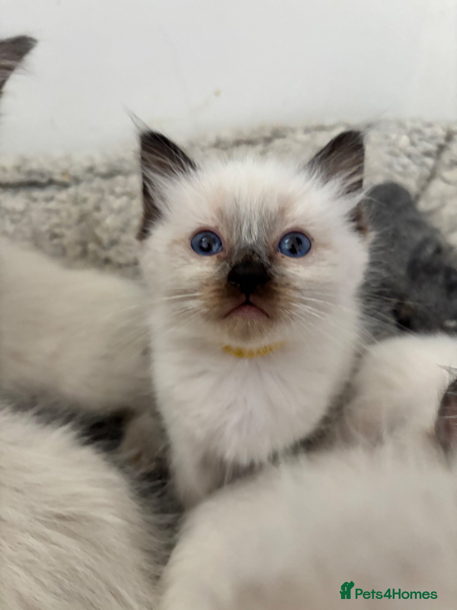 Ragdoll cats Ragdoll kittens -1 boy left available  - Advert 2