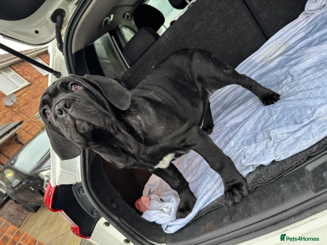 Neapolitan Mastiff dogs for sale: 2 black female Neapolitan mastiff puppies  - Advert 10