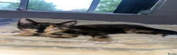 Mixed Breed cats for sale: Find them a loving forever home  - Advert 11