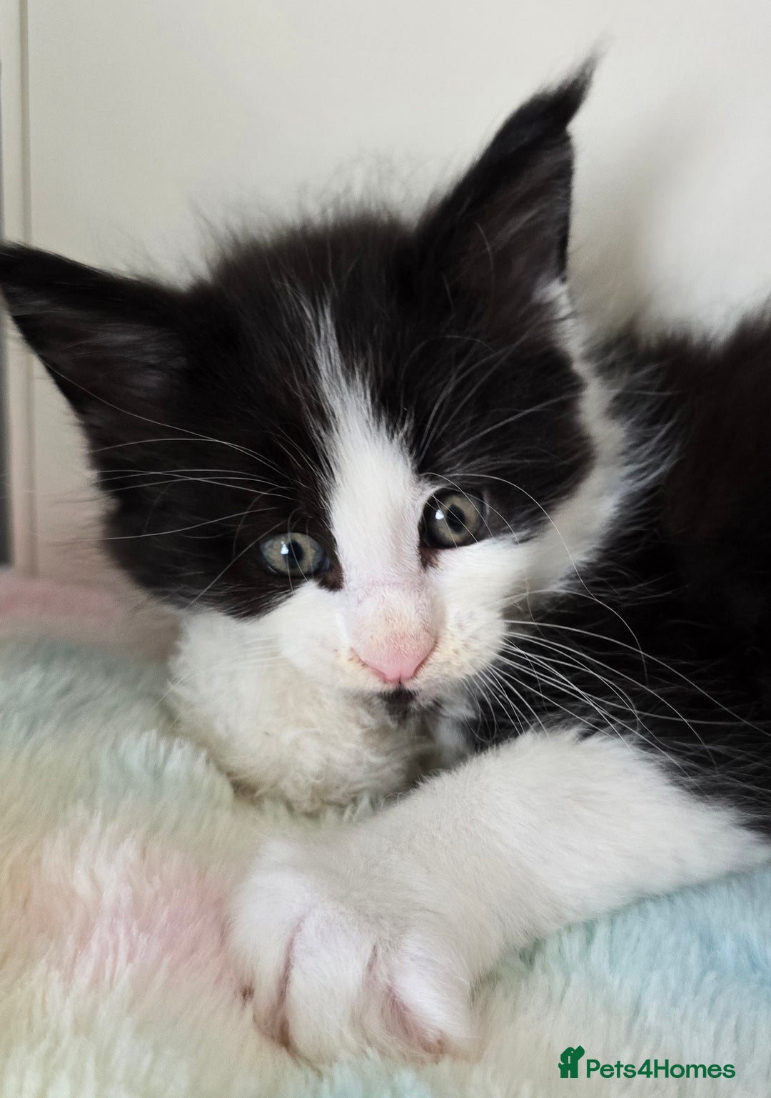 Maine Coon cats for sale: TICA registered pedigree Maincoon kittens - Image 9