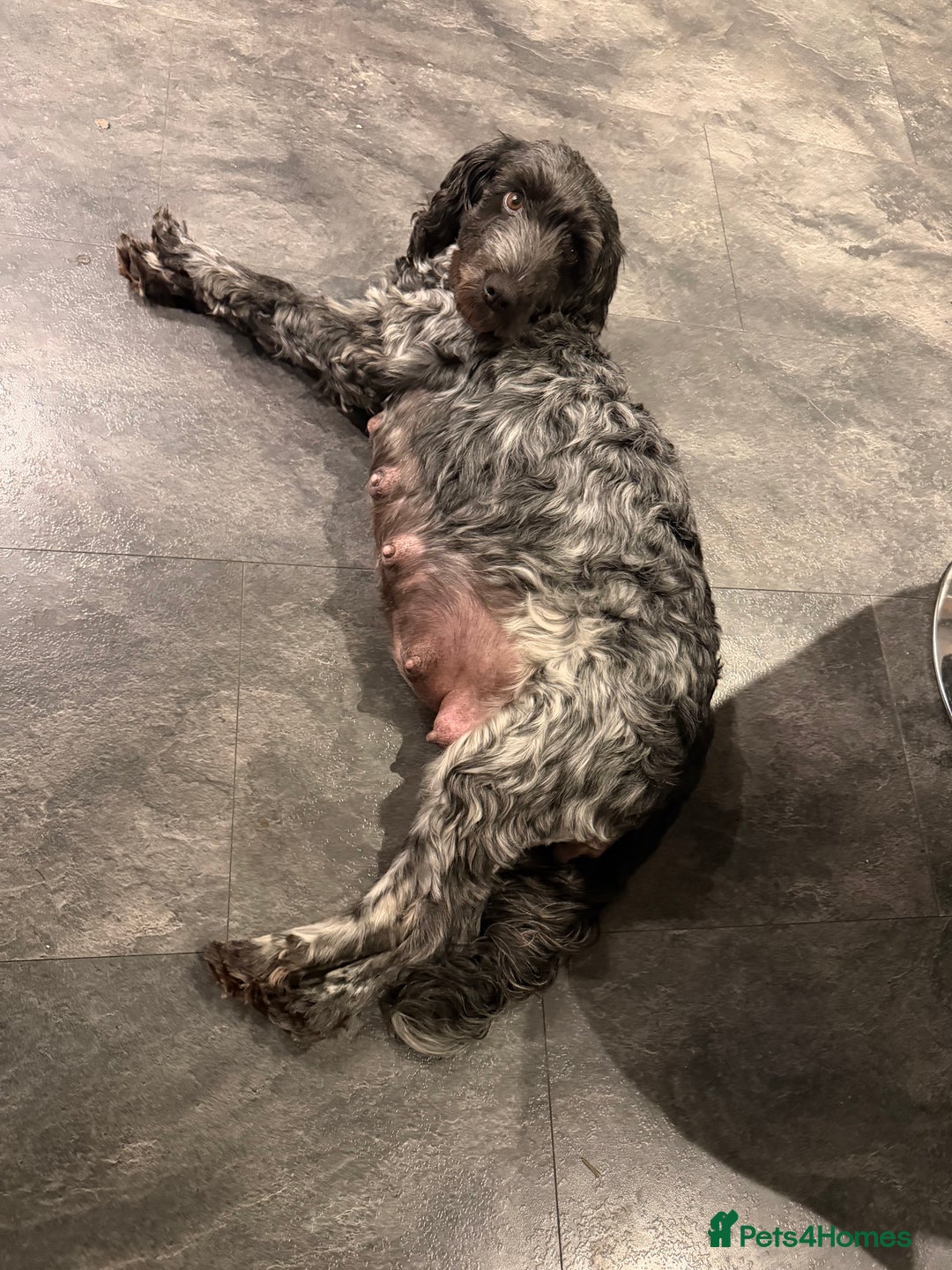 Cockapoo dogs for sale: Beautiful litter of cockapoos - Advert 11